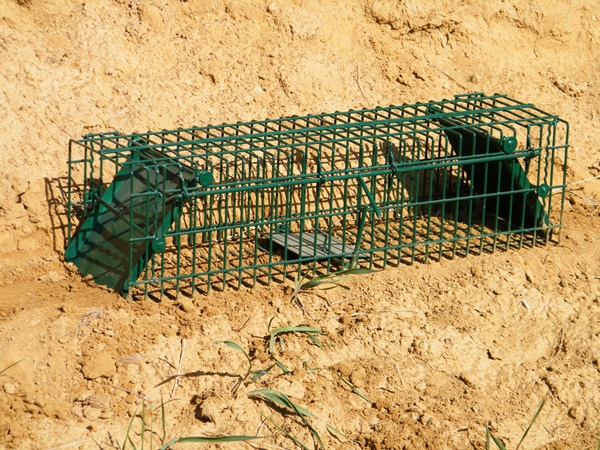 Csapda Vicc Élvefogó csapda, 100 cm-es, 776101 - Férfias játékok webáruháza ...